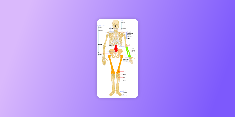 screenshot of a skeleton visualization in Bone Health Tracker